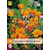 Alstroemeria Orange King - 10 Plants