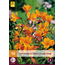 Alstroemeria Orange King - 10 Pflanzen - Mehrjährige winterharte Pflanzen kaufen?