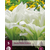 Hosta - White Feather - 5 Planten