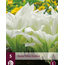 Hosta - White Feather - 5 Plants - Heart Lily - Perennial Plants - Groundcover