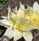 Hosta - White Feather - 5 Pflanzen - Herzblume - Stauden - Bodendecker