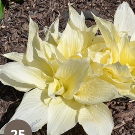 Hosta - White Feather - 5 Plants - Heart Lily - Perennial Plants - Groundcover