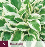 Hosta - Patriot - 5 Pflanzen - Herzlilie - Winterhart - Staude