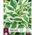 Hosta - Patriot - 5 Planten