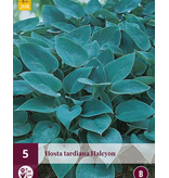Hosta - Halcyon - 5 Plants - Heart Lily - Hardy - Perennial
