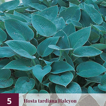 Hosta - Halcyon - 5 Plants