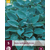 Hosta - Halcyon - 5 Pflanzen