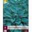 Hosta - Halcyon - 5 Pflanzen - Herzblume - winterhart - mehrjährig