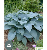 Hosta - Halcyon - 5 Pflanzen - Herzblume - winterhart - mehrjährig