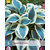 Hosta - Blue Ivory - 5 Planten