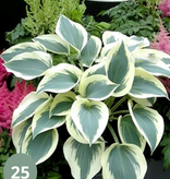 Hosta - Blue Ivory - 5 Plants - Buy Shade Plants? - Hardy - Perennial