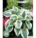 Hosta - Blue Ivory - 5 Planten - Schaduw Planten Kopen? - Winterhard - Vaste Plant