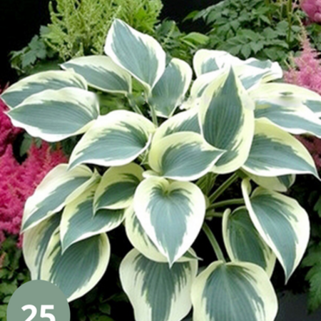 Hosta - Blue Ivory - 5 Pflanzen - Schattengewächse kaufen? - Widerstandsfähig - mehrjährig