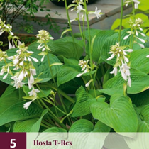 Hosta T-Rex - 5 Plants