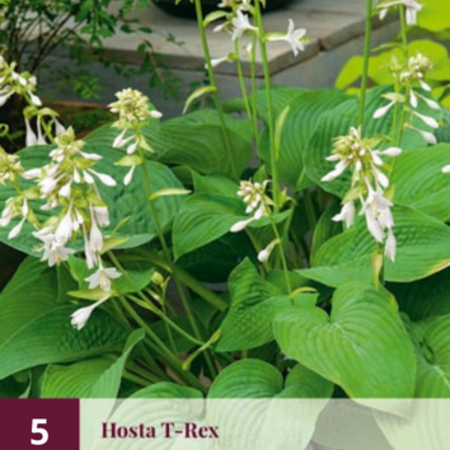 Hosta T-Rex - Extra große Hosta-Arten - 5 Pflanzen kaufen? - Garden-Select.de