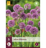 Allium Millenium - 5 Planten - Lichtroze Paarse Allium - Vaste Plant - Garden-Select.com