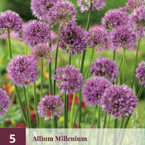 Allium Millenium - 5 Plants