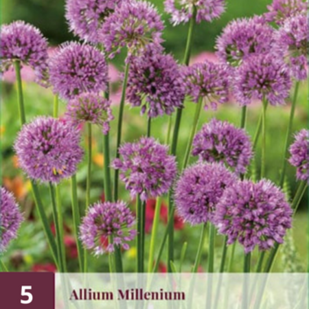 Allium Millenium - 5 Planten - Lichtroze Paarse Allium - Vaste Plant - Garden-Select.com
