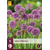 Allium Millenium - 5 Plants