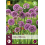Allium Millenium - 5 Pflanzen - Hellrosa Lila Allium - Staude - Garden-Select.com