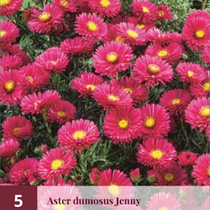 Aster Dumosus Jenny - 5 Plants