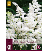 Astilbe Japonica Washington - 5 Plants - White Summer Flower - Buy Perennials?