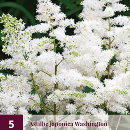 Astilbe Japonica Washington - 5 Planten - Witte Zomerbloeier - Vaste Planten Kopen?
