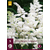 Astilbe Japonica Washington - 5 Planten