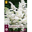 Astilbe Japonica Washington - 5 Plants - White Summer Flower - Buy Perennials?