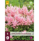 Astilbe Japonica Peach Blossom - 5 Pflanzen - Rosa Astilbe - Winterharte Pflanze