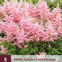 Astilbe Japonica Peach Blossom - 5 Plants