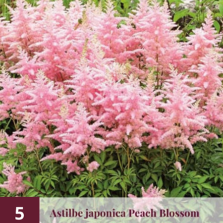 Astilbe Japonica Peach Blossom - 5 Pflanzen - Rosa Astilbe - Winterharte Pflanze
