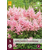 Astilbe Japonica Pfirsichblüte - 5 Pflanzen