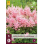 Astilbe Japonica Peach Blossom - 5 Planten - Roze Astilbe - Winterharde Plant