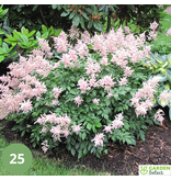 Astilbe Japonica Peach Blossom - 5 Plants - Pink Astilbe - Hardy Plant