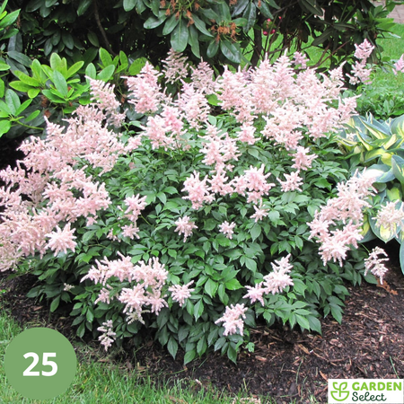 Astilbe Japonica Peach Blossom - 5 Planten - Roze Astilbe - Winterharde Plant
