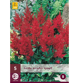 Astilbe Arendsii Spinell - 5 Plants - Perennial Hardy Plant - Garden-Select.com