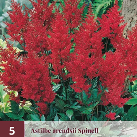 Astilbe Arendsii Spinell - 5 Planten - Vaste Winterharde Plant - Garden-Select.com