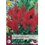 Astilbe Arendsii Spinell - 5 Pflanzen - Mehrjährige winterharte Pflanze - Garden-Select.com