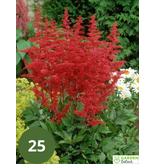 Astilbe Arendsii Spinell - 5 Plants - Perennial Hardy Plant - Garden-Select.com