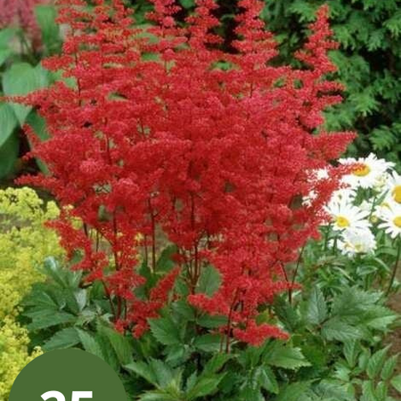 Astilbe Arendsii Spinell - 5 Pflanzen - Mehrjährige winterharte Pflanze - Garden-Select.com