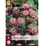 Astrantia Major Rubra - 5 Pflanzen - Maritimer Knöterich - Mehrjährige Pflanzen kaufen?