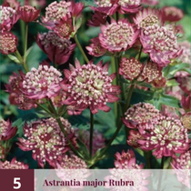 Astrantia Major Rubra - 5 Pflanzen