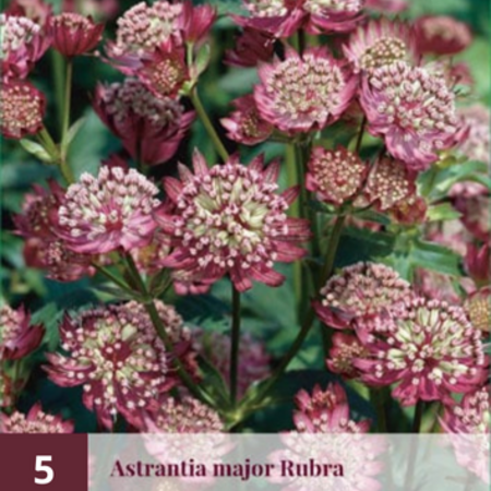 Astrantia Major Rubra - 5 Planten - Zeeuws Knoopje - Vaste Planten Kopen?