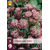 Astrantia Major Rubra - 5 Planten