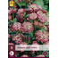 Astrantia Major Rubra - 5 Plants - Maritime Knotweed - Buy Perennial Plants?