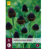 Rudbeckia Black Beauty - 5 Planten - Zonnehoed - Vaste Zomerbloeiers Kopen?