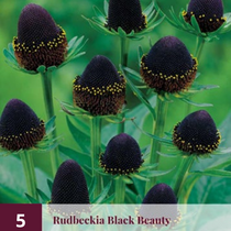 Rudbeckia Black Beauty - 5 Planten