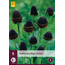 Rudbeckia Black Beauty - 5 Plants - Sunhat - Buy Perennial Summer Flowers?