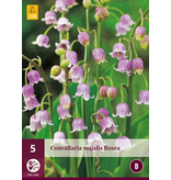 Convallaria Majalis Rosea - 5 Plants - Lelietjes Der Dalen - Vaste Planten Kopen?